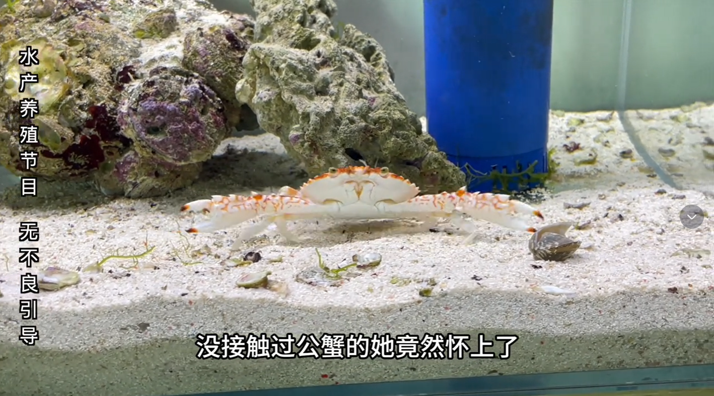 从小养到大的红花蟹,给她找男朋友,水产养殖节目,无不良引导