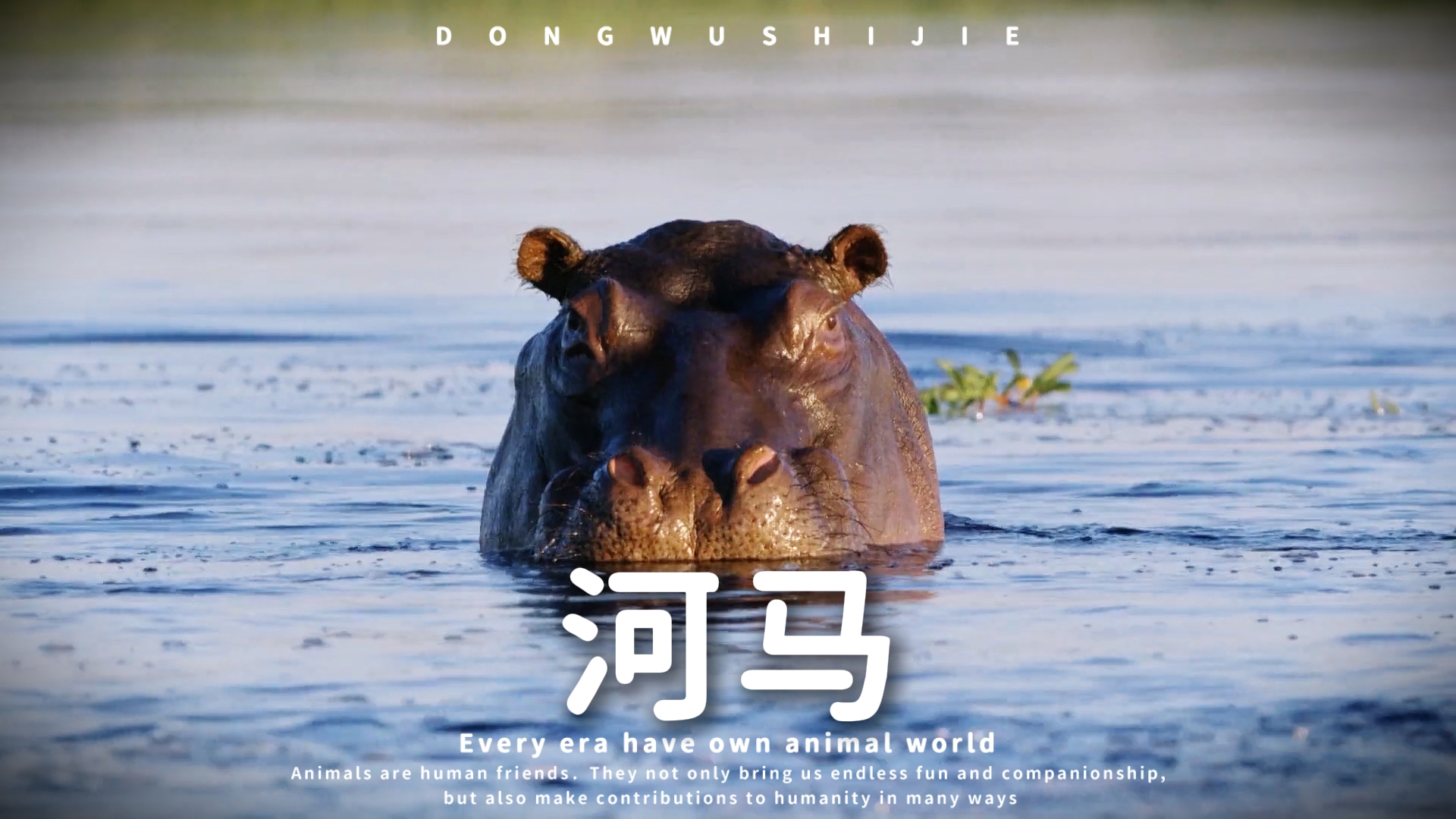 河马 #一代人有一代人的动物世界